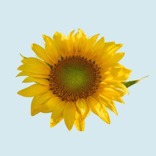 Helianthus Annuus Seed Oil